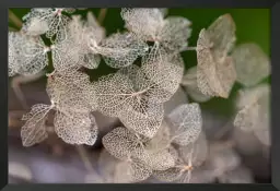 Dentelle et séchées - tableau fleurs séchées