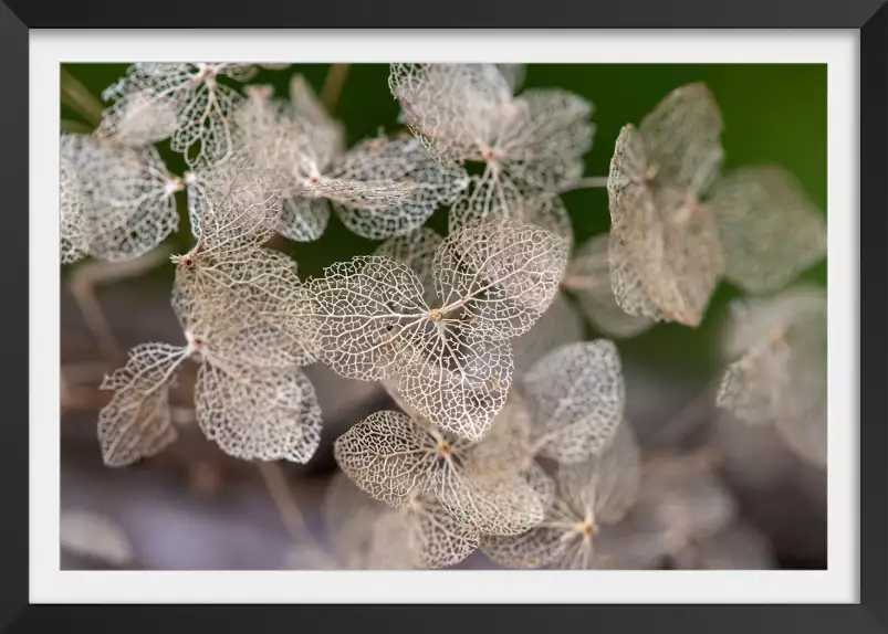 Dentelle et séchées - tableau fleurs séchées