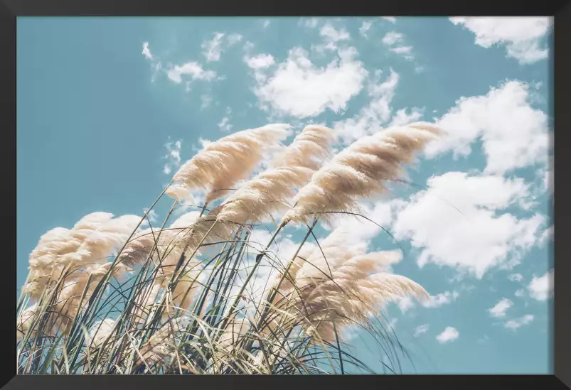 Pampas au vent- poster plante