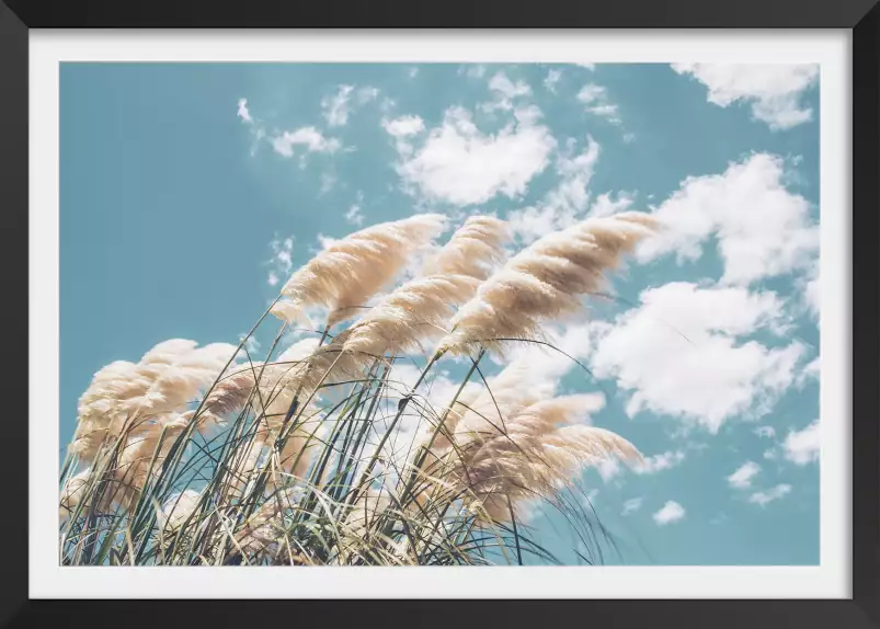 Pampas au vent- poster plante