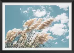 Pampas au vent- poster plante