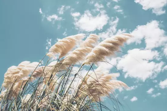 Pampas au vent- poster plante