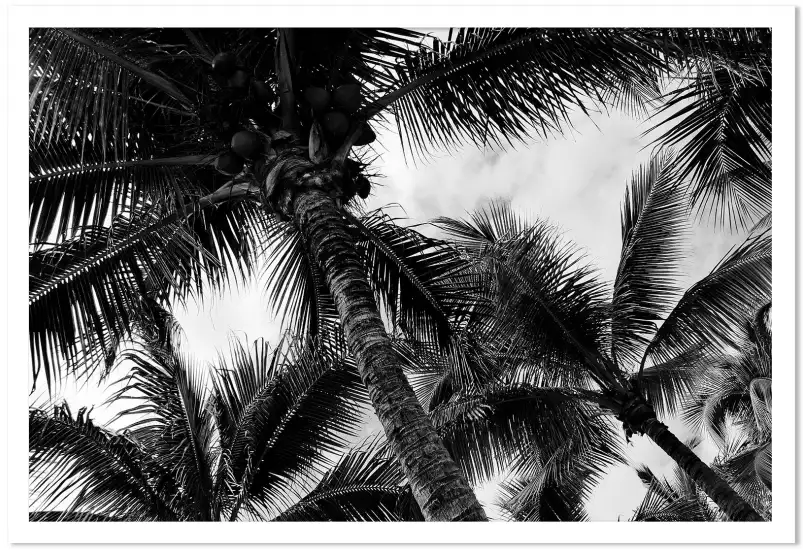 Cocotier mauritius - affiches de palmiers