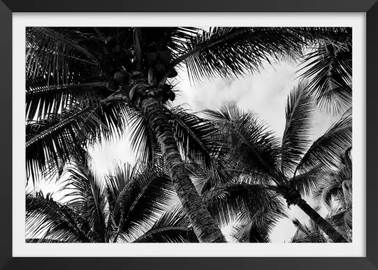 Cocotier mauritius - affiches de palmiers