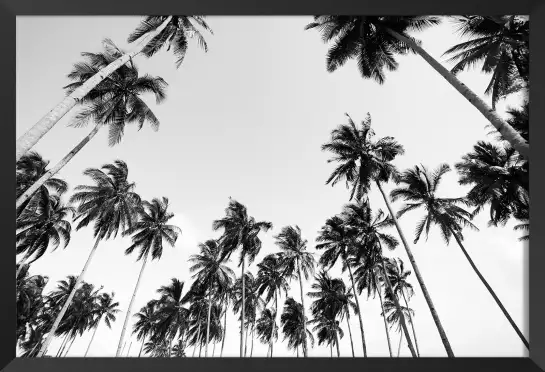 Affiches de palmiers - affiches de palmiers