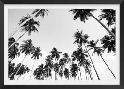 Affiches de palmiers - affiches de palmiers