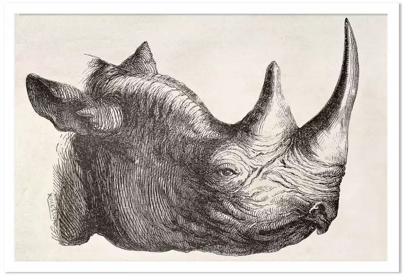 Tête de rhinocéros - dessin animaux