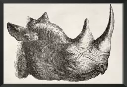 Tête de rhinocéros - dessin animaux