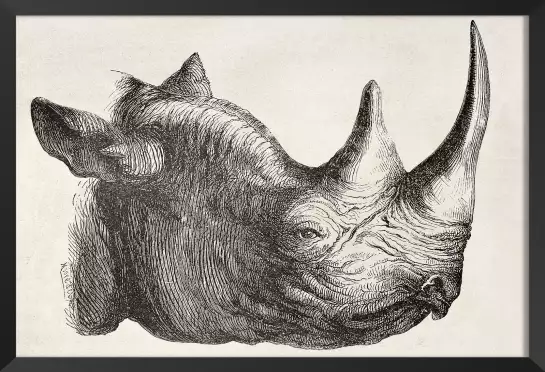 Tête de rhinocéros - dessin animaux