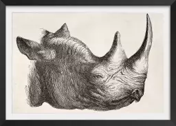 Tête de rhinocéros - dessin animaux