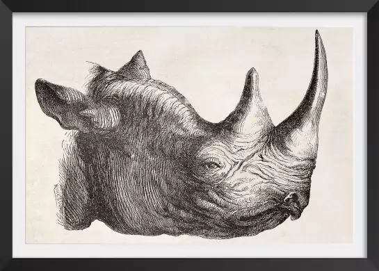 Tête de rhinocéros - dessin animaux