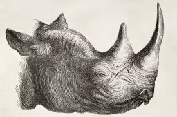 Tête de rhinocéros - dessin animaux