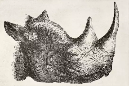 Tête de rhinocéros - dessin animaux