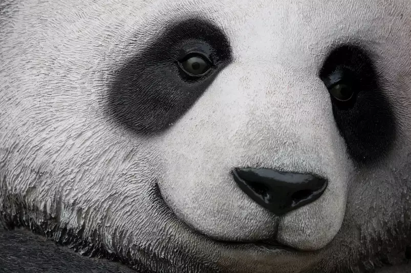 Pandi panda - affiche animaux