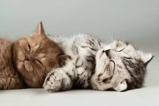 Chaton mignon - affiche chats