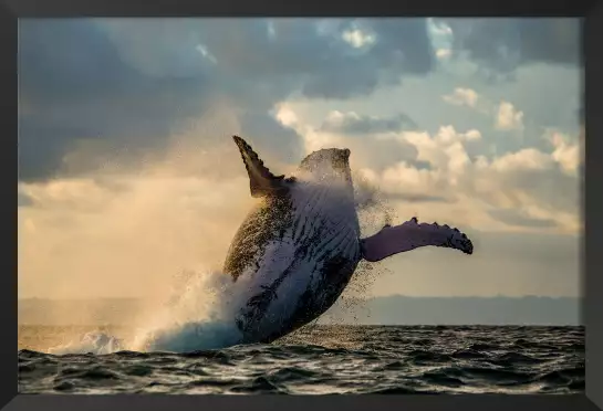 Cétacée - affiche baleine
