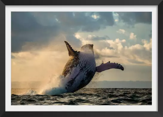 Cétacée - affiche baleine
