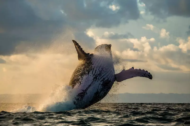 Cétacée - affiche baleine