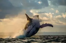 Cétacée - affiche baleine