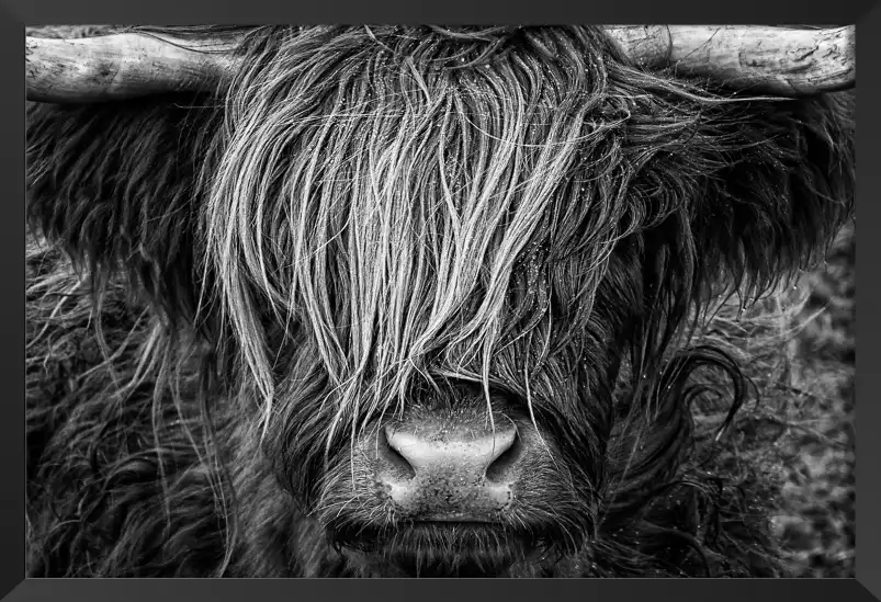 Vache à mèche - poster animaux