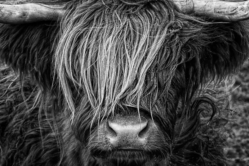 Vache à mèche - poster animaux