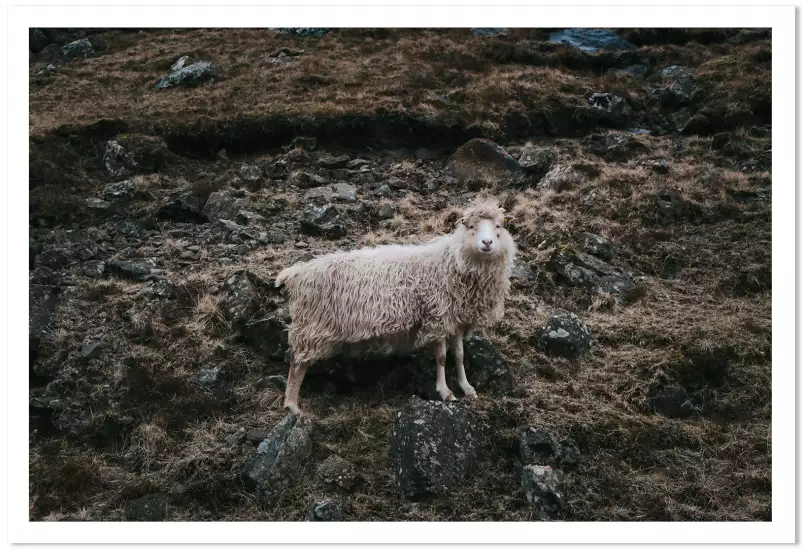 Mouton en alpage - poster animaux