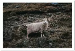 Mouton en alpage - poster animaux