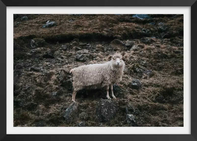 Mouton en alpage - poster animaux