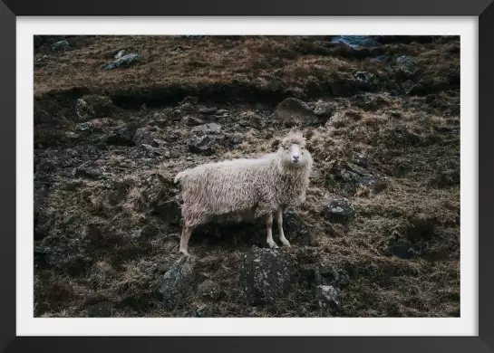 Mouton en alpage - poster animaux