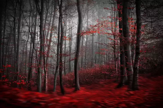 Forêt sanglante - tableau nature