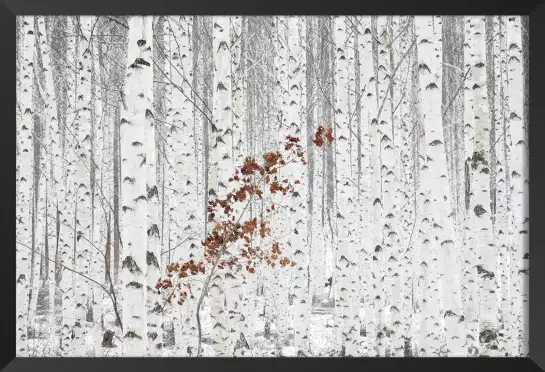 Forêt de bouleau en gris pâle - paysage foret