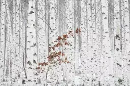 Forêt de bouleau en gris pâle - paysage foret