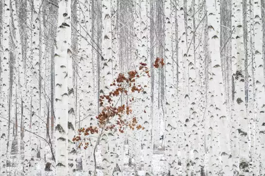 Forêt de bouleau en gris pâle - paysage foret
