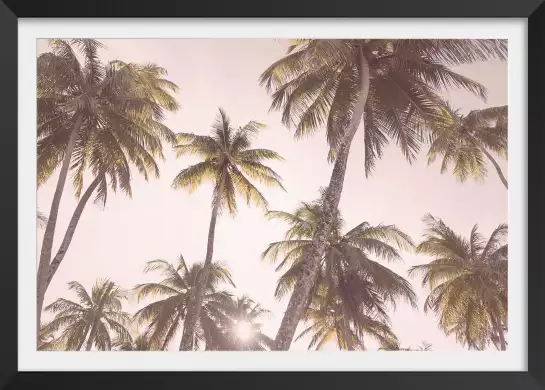 Palmiers ensoleillés - affiches de palmiers