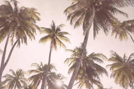 Palmiers ensoleillés - affiches de palmiers