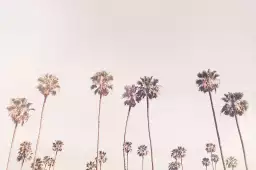 Cali sunny - affiches de palmiers