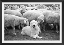 Chien de berger - tableau paysage