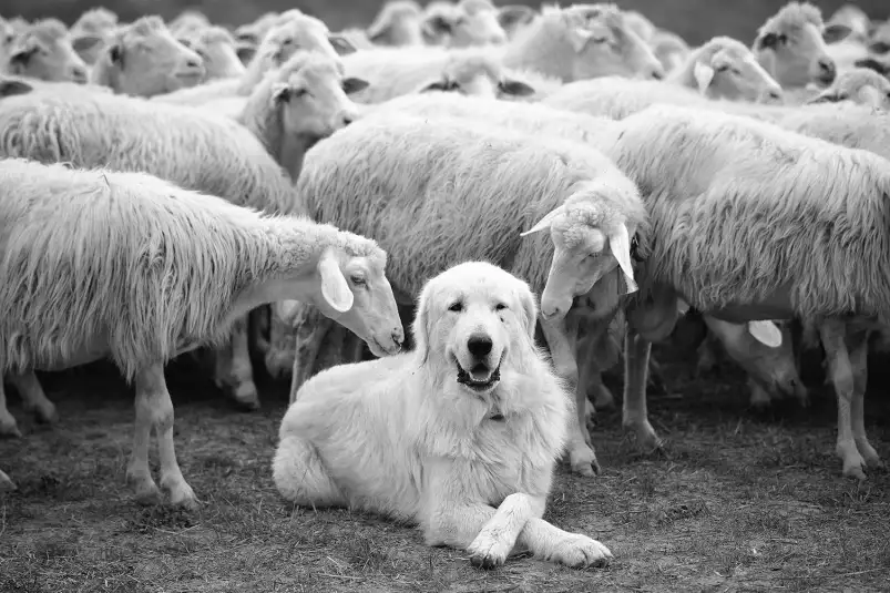 Chien de berger - tableau paysage