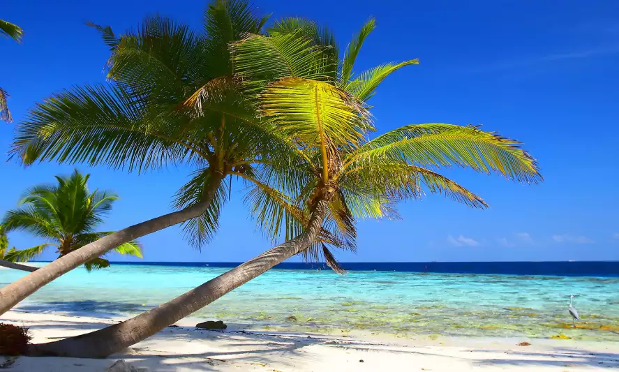 Turquoise île paradisiaque - papier peint plage