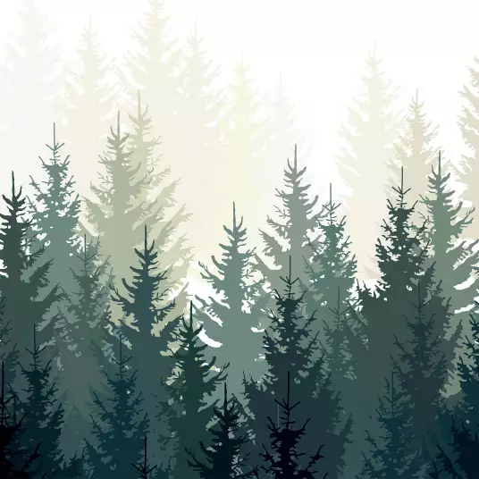 Forêt de sapin - papier peint forêt