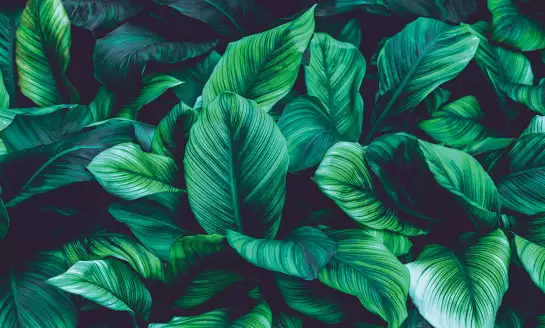 Chlorophylle - papier peint feuille