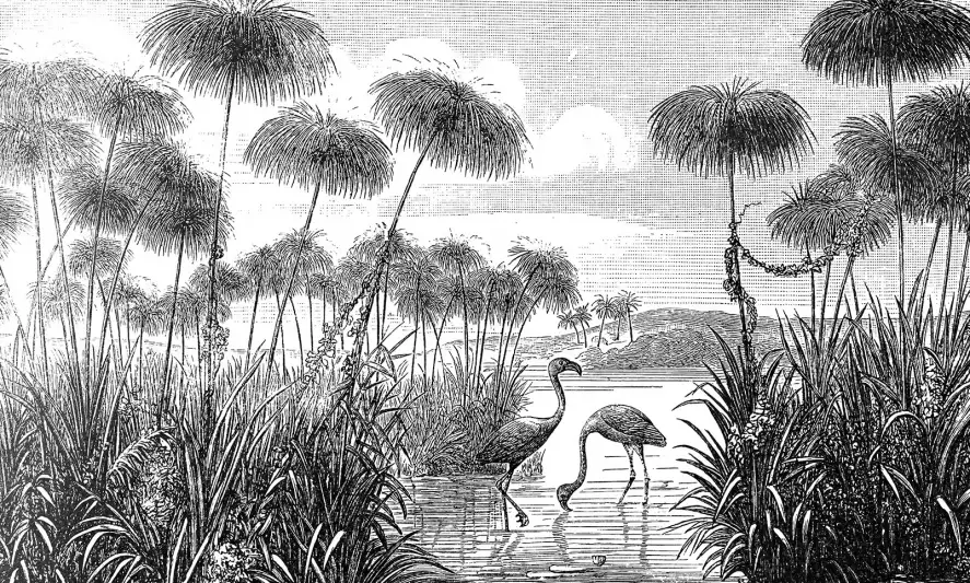 Lac exotique - papier peint oiseaux