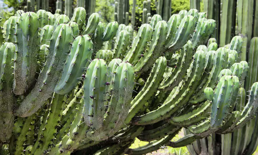 Cactus mexique - papier peint panoramique