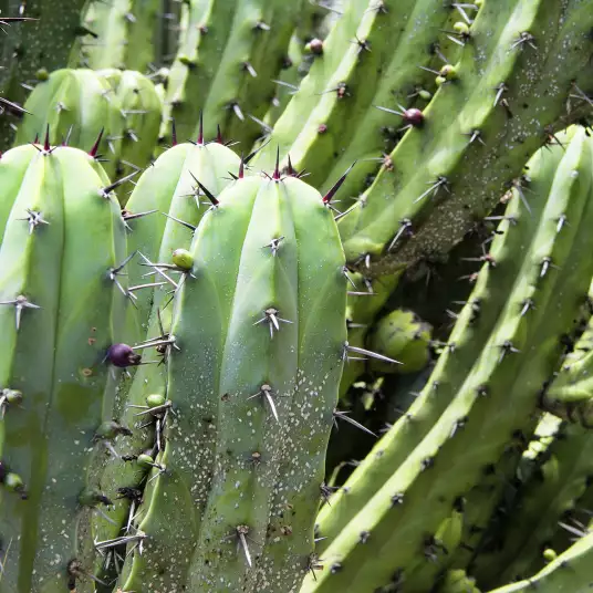 Cactus mexique - papier peint panoramique