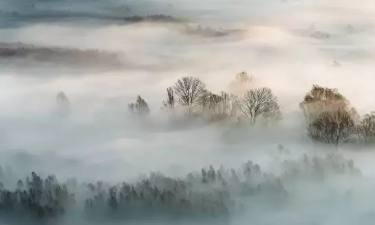 Brouillard - papier peint forêt