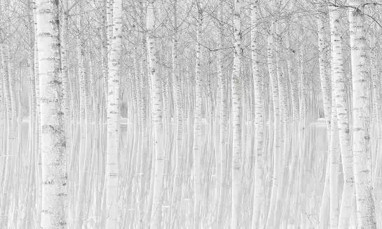 Perspective trees - papier peint arbres noir et blanc