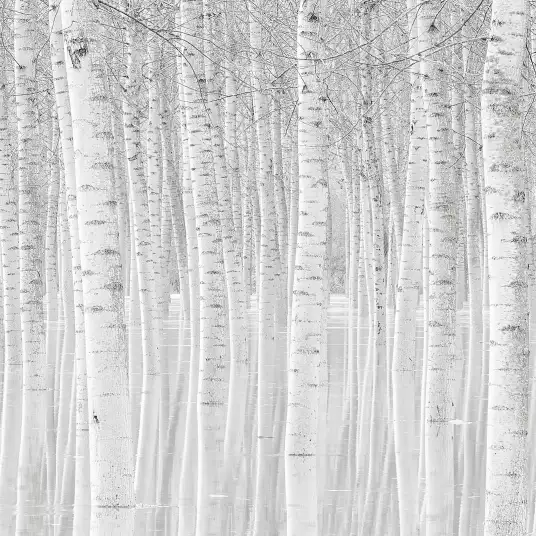 Perspective trees - papier peint arbres noir et blanc