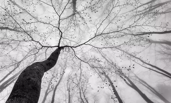 Canopée - papier peint arbres noir et blanc