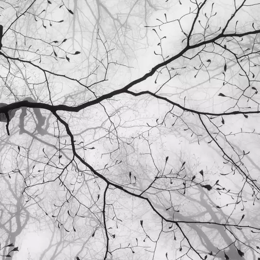 Canopée - papier peint arbres noir et blanc