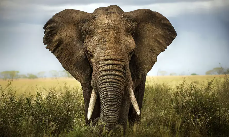 Close up elephant - papier peint animaux savane